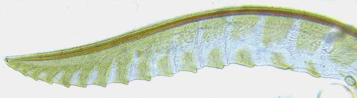 Réf. 308 789 : Empria basalis