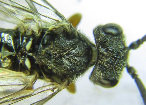 Réf. 308 800 : Loderus vestigialis