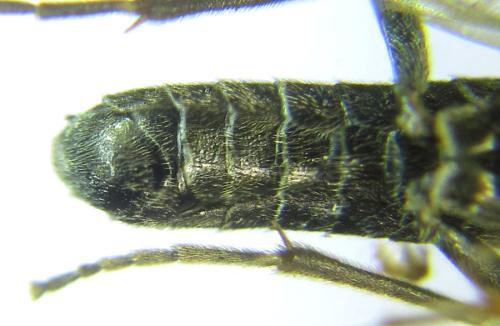 Réf. 308 831 : Loderus gilvipes