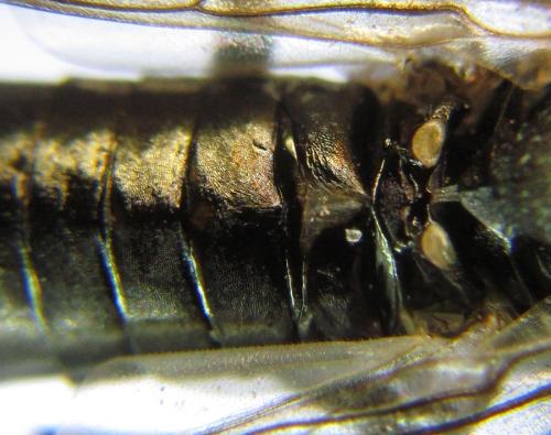 Réf. 308 877 : Oncodolerus eversmanni