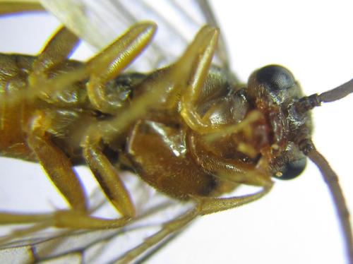 Réf. 308 406 : Pristiphora abietina