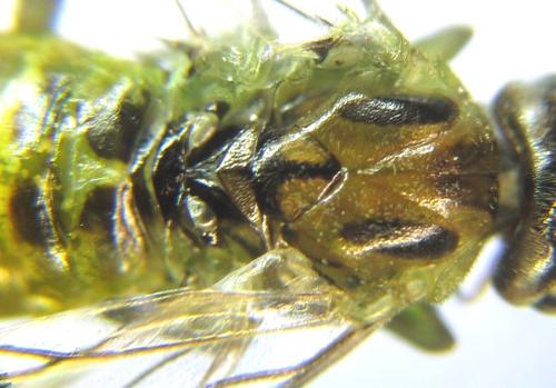 Réf. 308 465 : Euura scutellata