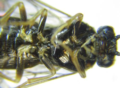 Réf. 308 615 : Anoplonyx destructor