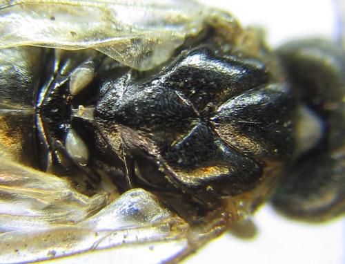 Anoplonyx apicalis