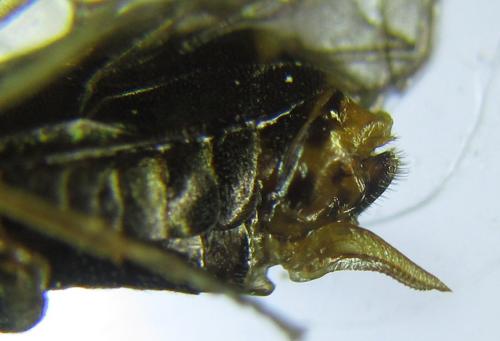 Anoplonyx ovatus