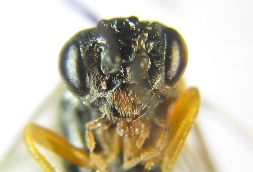 Réf. 308 734 : Strongylogaster baikalensis