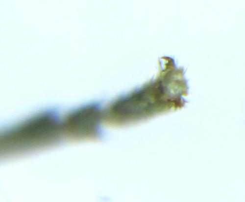 Empria longicornis