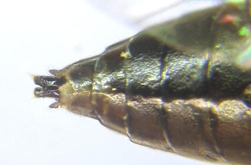Réf. 308 289 : Pristiphora compressa