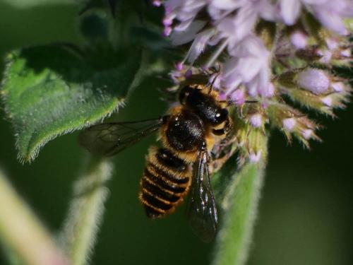 Réf. 308 687 : Megachile centuncularis