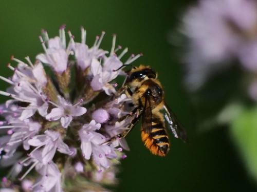 Réf. 308 688 : Megachile centuncularis