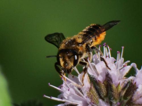 Réf. 308 689 : Megachile centuncularis