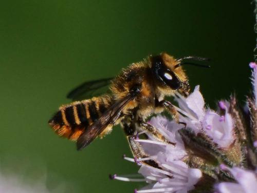Réf. 308 690 : Megachile centuncularis