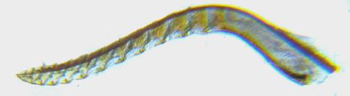 Réf. 308 811 : Loderus vestigialis