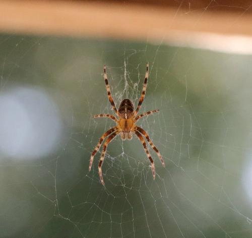 Araneus diadematus