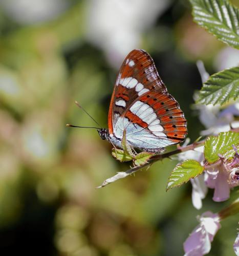 Réf. 308 457 : Limenitis reducta