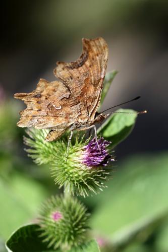 Polygonia c-album