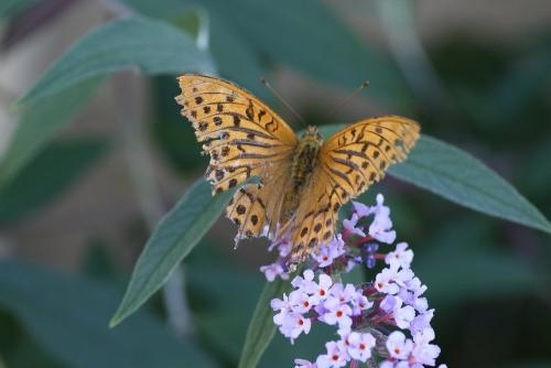 Argynnis paphia