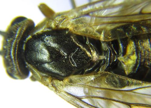 Réf. 308 373 : Pristiphora decipiens