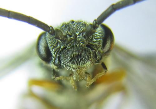 Réf. 308 801 : Loderus vestigialis