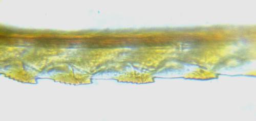 Réf. 308 812 : Loderus vestigialis