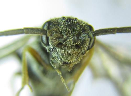Réf. 308 832 : Loderus gilvipes