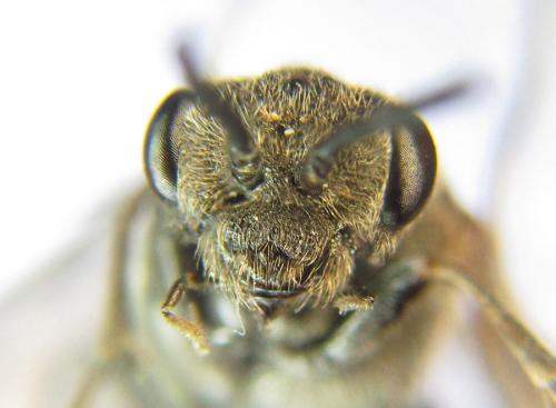 Réf. 308 878 : Oncodolerus eversmanni
