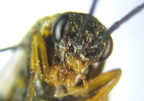 Réf. 308 391 : Pristiphora abietina
