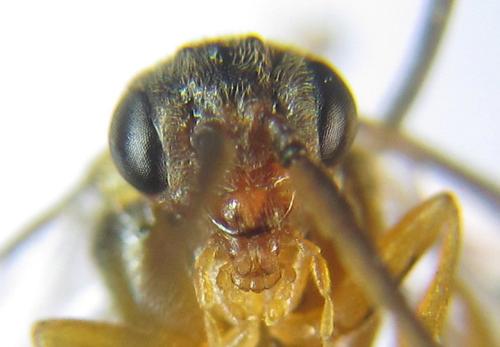 Réf. 308 407 : Pristiphora abietina