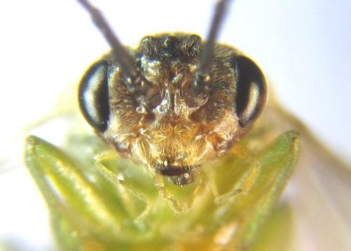Réf. 308 466 : Euura scutellata