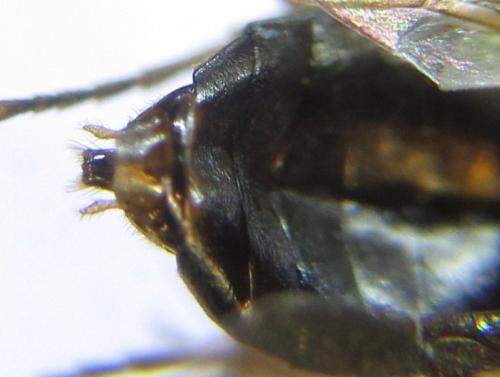 Réf. 308 617 : Anoplonyx destructor