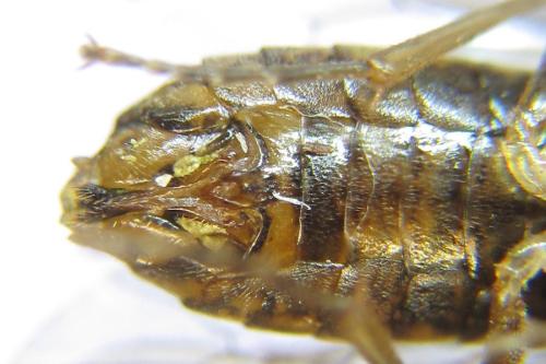 Réf. 308 630 : Anoplonyx apicalis