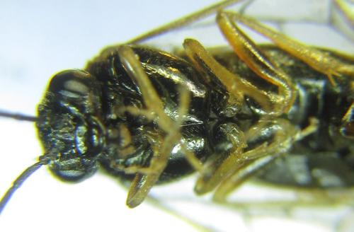 Anoplonyx ovatus