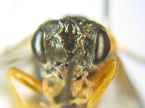Réf. 308 735 : Strongylogaster baikalensis