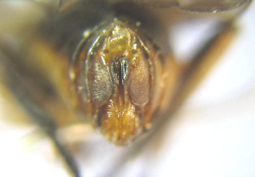 Réf. 308 290 : Pristiphora compressa
