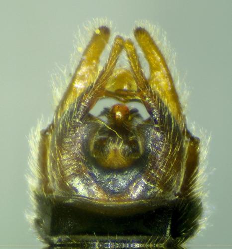 Ptychoptera albimana