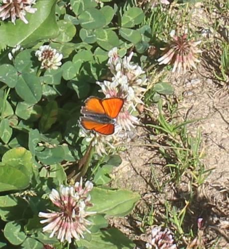 Réf. 308 351 : Lycaena hippothoe