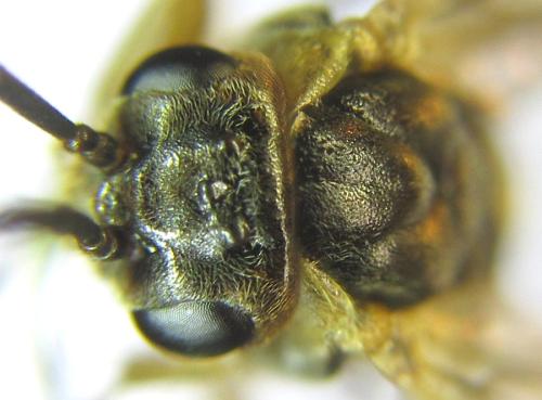 Réf. 308 374 : Pristiphora decipiens