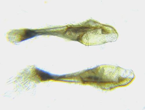 Réf. 308 833 : Loderus gilvipes