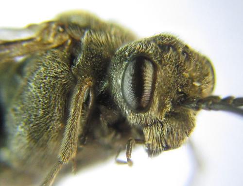 Réf. 308 879 : Oncodolerus eversmanni
