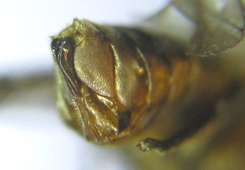 Pristiphora abietina