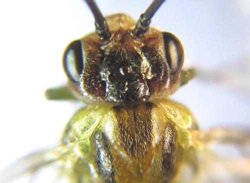 Réf. 308 467 : Euura scutellata