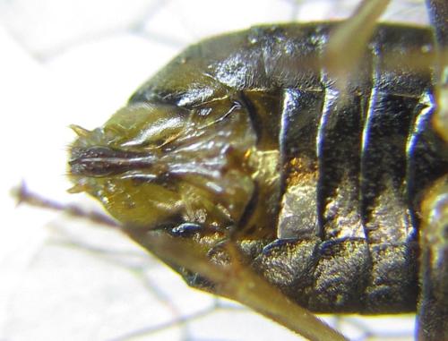 Réf. 308 618 : Anoplonyx destructor