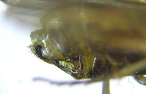 Réf. 308 631 : Anoplonyx apicalis