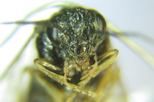 Réf. 308 646 : Anoplonyx ovatus
