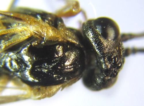 Réf. 308 736 : Strongylogaster baikalensis