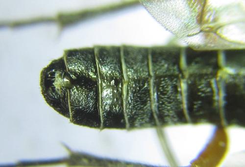 Réf. 308 802 : Loderus vestigialis