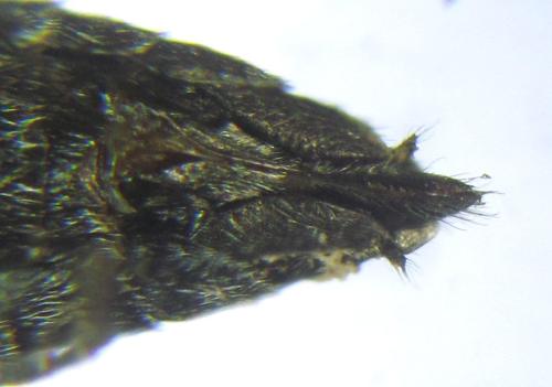 Réf. 308 880 : Oncodolerus eversmanni