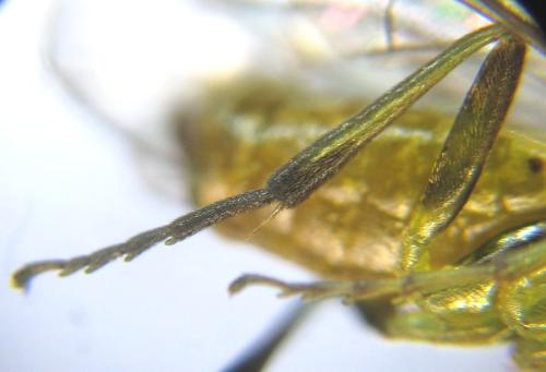 Réf. 308 468 : Euura scutellata
