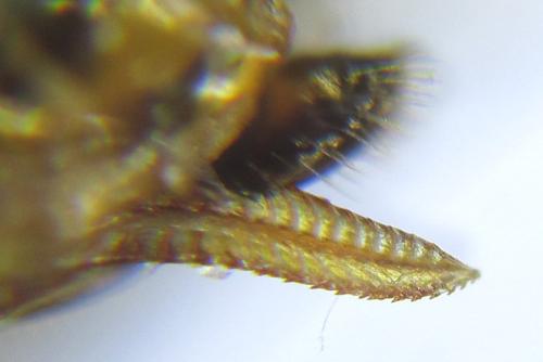 Réf. 308 619 : Anoplonyx destructor