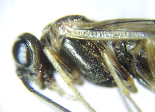 Anoplonyx apicalis